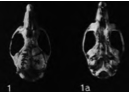Skull on black background. Viewed from above on the left, with text "1"; viewed from below on the right, with text "1a".