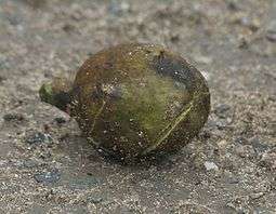 The image shows rounded sides of a green fruit set on a muddy ground.