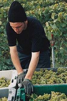 Colour photo showing a harvester at work in Champagne.  This operator places rows of plastic crates full of white grapes on the trailer of a tractor.  The golden hues of ripe grapes can be seen.  In the background, a wire frame supports the foliage of the vine.