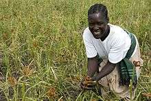 A farmer harvesting millet by hand in her field