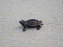 Photo of small turtle walking across sand