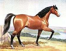 Painting of a red colored horse with black mane and tail prancing