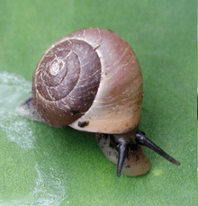 live snail with brown shell