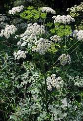 A herbaceous plant with a thick stem, hairy and serrated leaves, and large white umbels