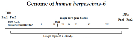 HHV-6 genome