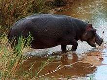 A hippo splashes in the water.