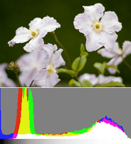 An image exposed to the right (+1 EV) and its histogram. Details in the shadows are already discernible and the flowers are fully recoverable in post.