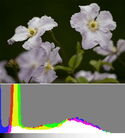 A normally exposed image and its histogram. Details in the flowers are already discernible but recovering the shadows in post will increase noise.