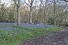 Bluebells in Hodgemoor Wood