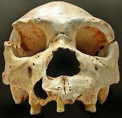 A photo of the Denisovan cranium found at Sima de los Huesos
