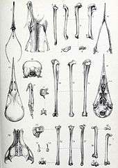 Drawing of separate bird bones