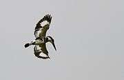Pied kingfisher hovering