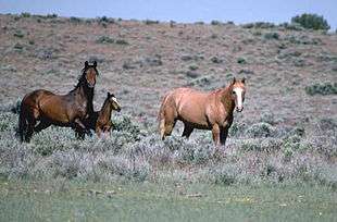 Two horses in a field. The one on the left is a dark brown with black mane and tail. The one on the right is a light red all over.