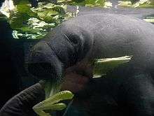 Profile photo of out-of-water manatee