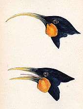 Painting showing two birds heads. The bill of one is long and curved, the other is shorter and stouter