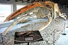 A humpback skeleton with the jaw split into two