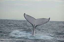 Photo of vertical humpback displaying only white tail underside and rear body segment