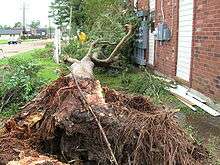 Image of an uprooted tree located between a house and a road