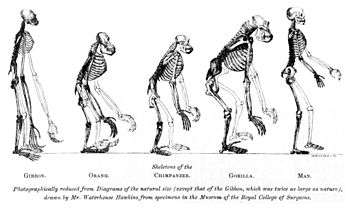 Side views of skeletons standing facing to the right, and labelled from left to right as gibbon, orang, chimpanzee, gorilla and man. "Photographically reduced from Diagrams of the natural size (except that of the Gibbon, which was twice as large as nature), drawn by Mr. Waterhouse Hawkins from specimens in the Museum of the Royal College of Surgeons." The gibbon is upright, the orangutan and chimp are crouched, the gorilla partly crouched and the man stands upright.