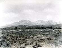 Sheep grazing near Stanley below the Sawtooth Mountains in a photo from circa 1937