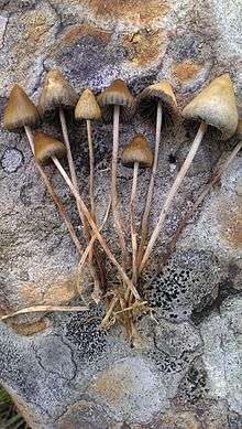 A collection of brown mushrooms laid on a rock. The mushrooms' caps are small, conical, and variably rounded. Their stipes are long, spindly, and irregular.