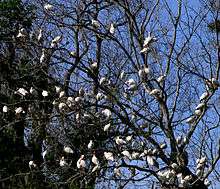 A tree with no leaves showing dozens of white birds sitting on its branches