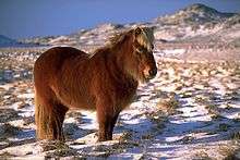 A long haired dark horse standing in snow covered grass with mountains in the background