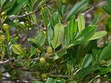 Ilex cassine leaves and immature fruits