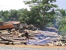 A Malagasy man uses a chainsaw in the middle of several large piles of 1- to 2-meter rosewood logs