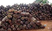 A close-up photo of an organized pile of dozens of rosewood logs