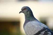 Photograph of a pigeon
