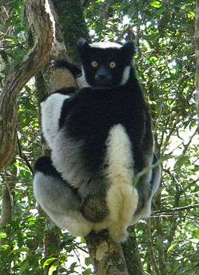 A medium-sized lemur clings to a tree while looking over its shoulder. It has a very short tail and its face, hands, and upper back are black while the rest of it is white.