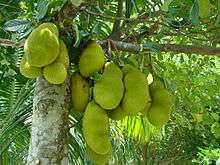 Photo of Jackfruit on a tree in Bangladesh