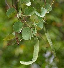 Round green leaves and pods