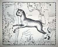 An old drawing depicting a lynx overlaying a chart of stars