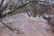 A turbulent, muddy stream in flood has spread through the woods and into the yard of a nearby house.