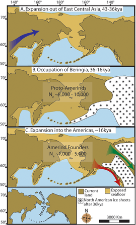 Three maps of prehistoric America. (A)  then gradual population expansion of the Amerind ancestors from their East Central Asian gene pool (blue arrow). (B) Proto-Amerind occupation of Beringia with little to no population growth for ≈20,000 years. (C) Rapid colonization of the New World by a founder group migrating southward through the ice free, inland corridor between the eastern Laurentide and western Cordilleran Ice Sheets (green arrow) and/or along the Pacific coast (red arrow). In (B), the exposed seafloor is shown at its greatest extent during the last glacial maximum at ≈20–18 kya [25]. In (A) and (C), the exposed seafloor is depicted at ≈40 kya and ≈16 kya, when prehistoric sea levels were comparable.  A scaled-down version of Beringia today (60% reduction of A–C) is presented in the lower left corner. This smaller map highlights the Bering Strait that has geographically separated the New World from Asia since ≈11–10 kya.