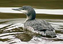 Greyish bird with white speckles on its back and a sharply pointed grey bill floats on water