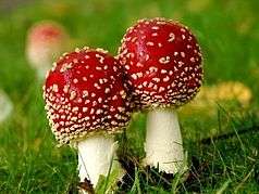 Picture showing two mushrooms with red caps on a meadow