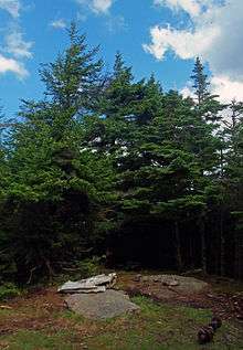 A small rocky clearing with fir trees at the rear. On the rocks are a piece of metal and a rusty camshaft.