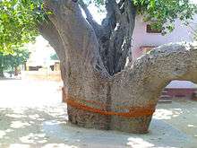 Kalpavriksha in Rajasthan. Two large trees trunks with sacred threads tied to it.