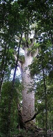 A very large grey tree in a jungle-like setting