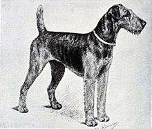 A greyscale photo of a short haired terrier with long legs facing right