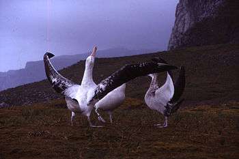  Three massive birds stand on low grasslands, the closest bird has its long wings outstretched and its head pointing upward