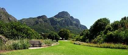 View roughly to the north from Kirstenbosch. The eastern faces of Table Mountain dominate the skyline. The rainfall on this side is much higher than on the other faces, hence the dense vegetation
