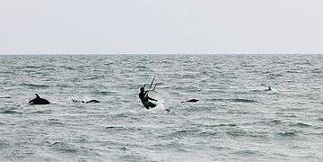 Black sea common dolphins with a kite-surfer off beach