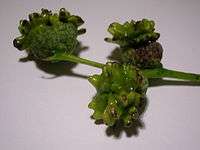 Knopper galls and acorn cup