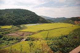 Yellow paddy fields and green hills during autumn