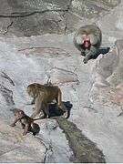 Three hamadrayas baboons, a male, female and jevnile