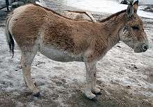 An onager, resembling a donkey but is larger, a native of the Middle East and India